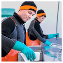 tork 520679 reingingsdoek